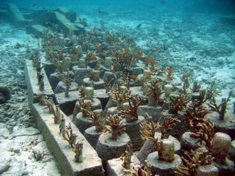 о росте коралловых рифов