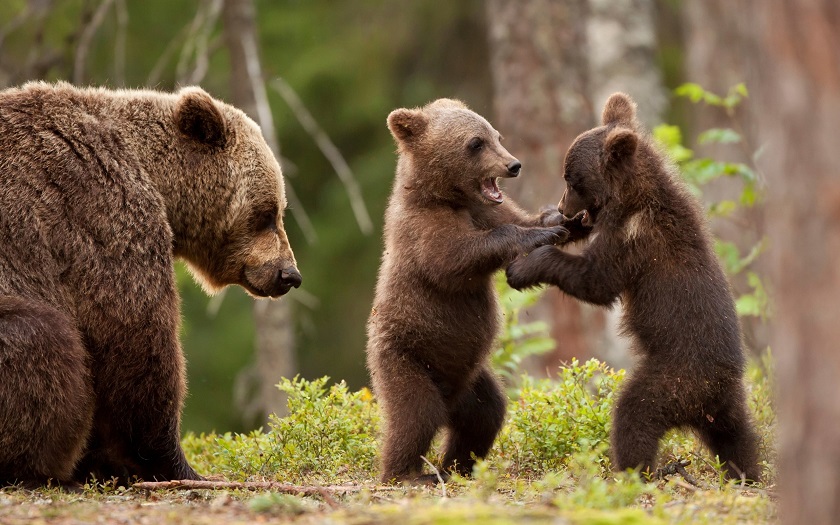 медведь с медвежатами