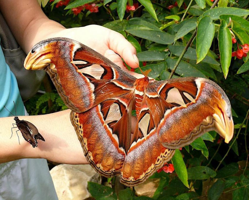 фото бабочки павлиноглазка Атлас