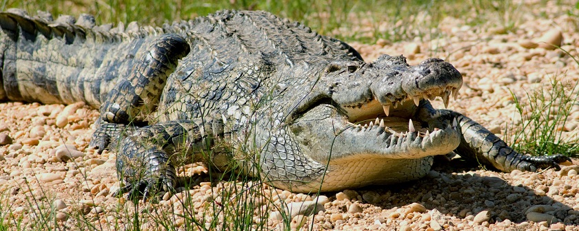 крокодиловая кожа