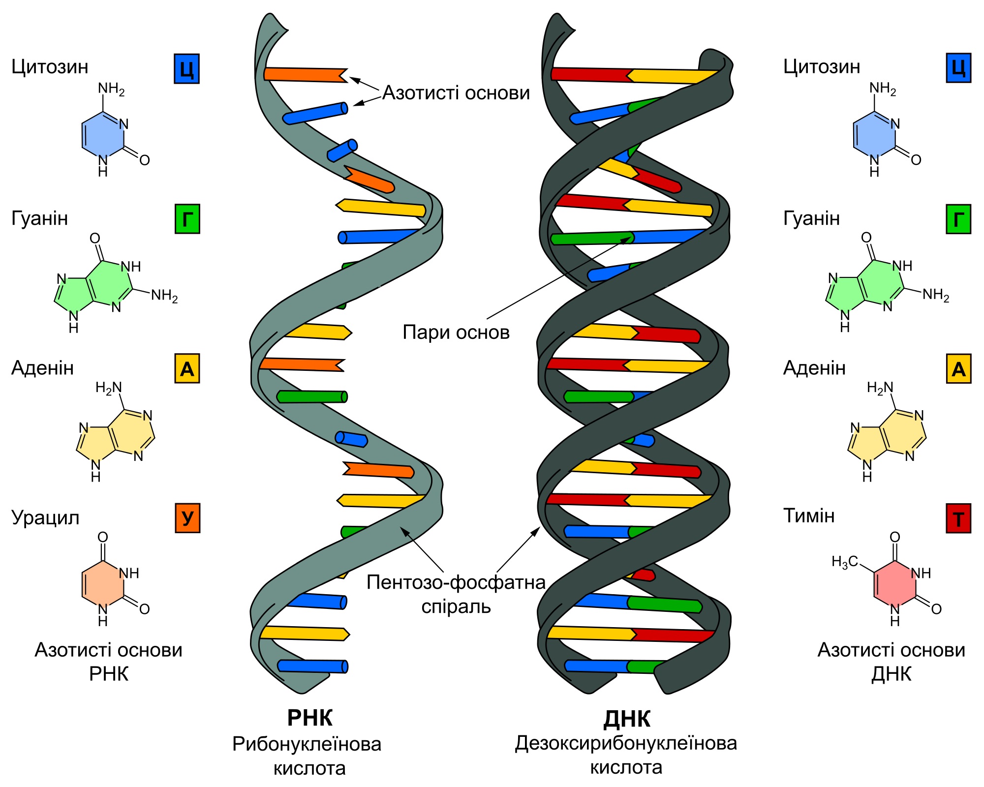 фото РНК и ДНК