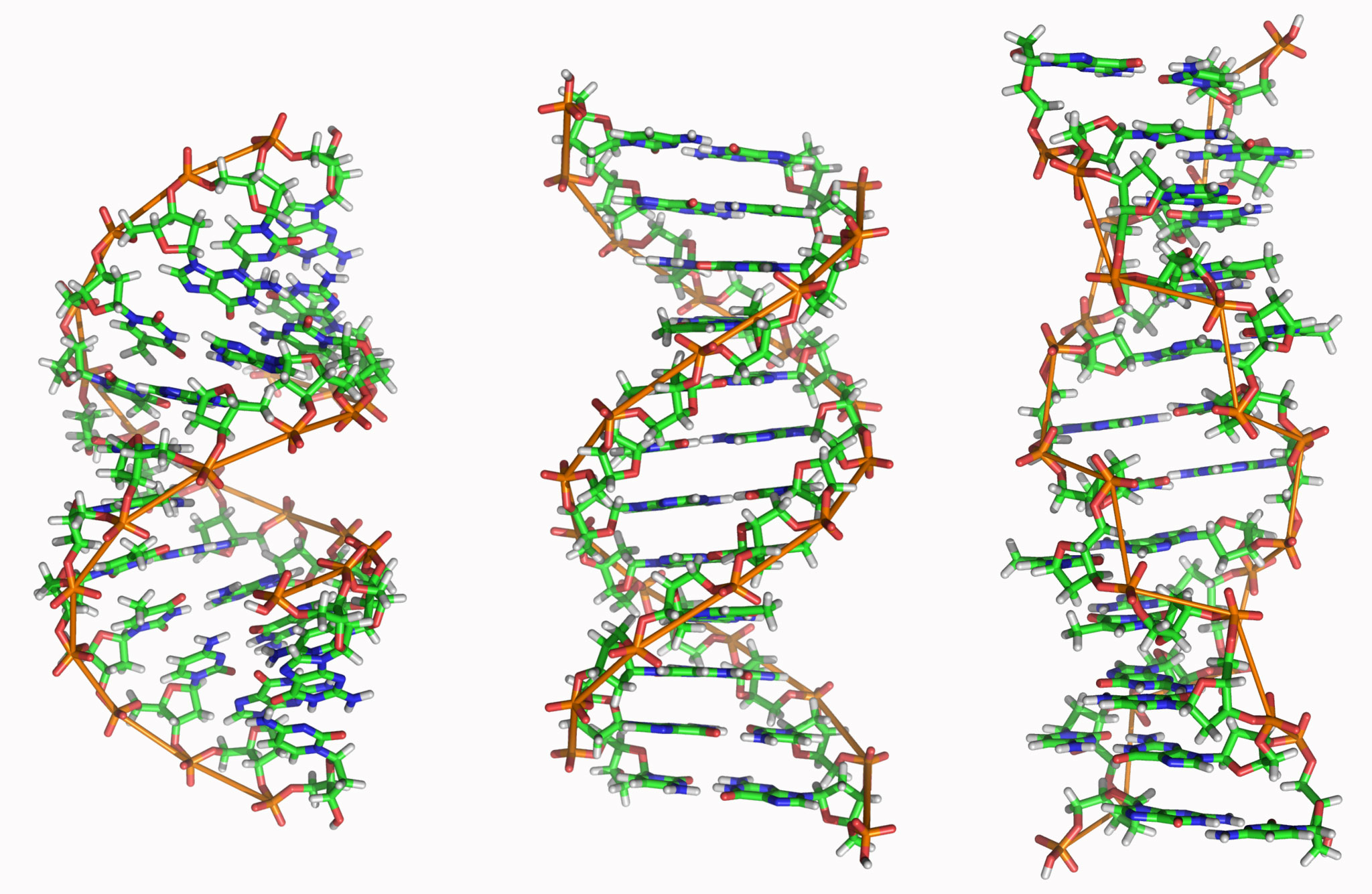формы ДНК