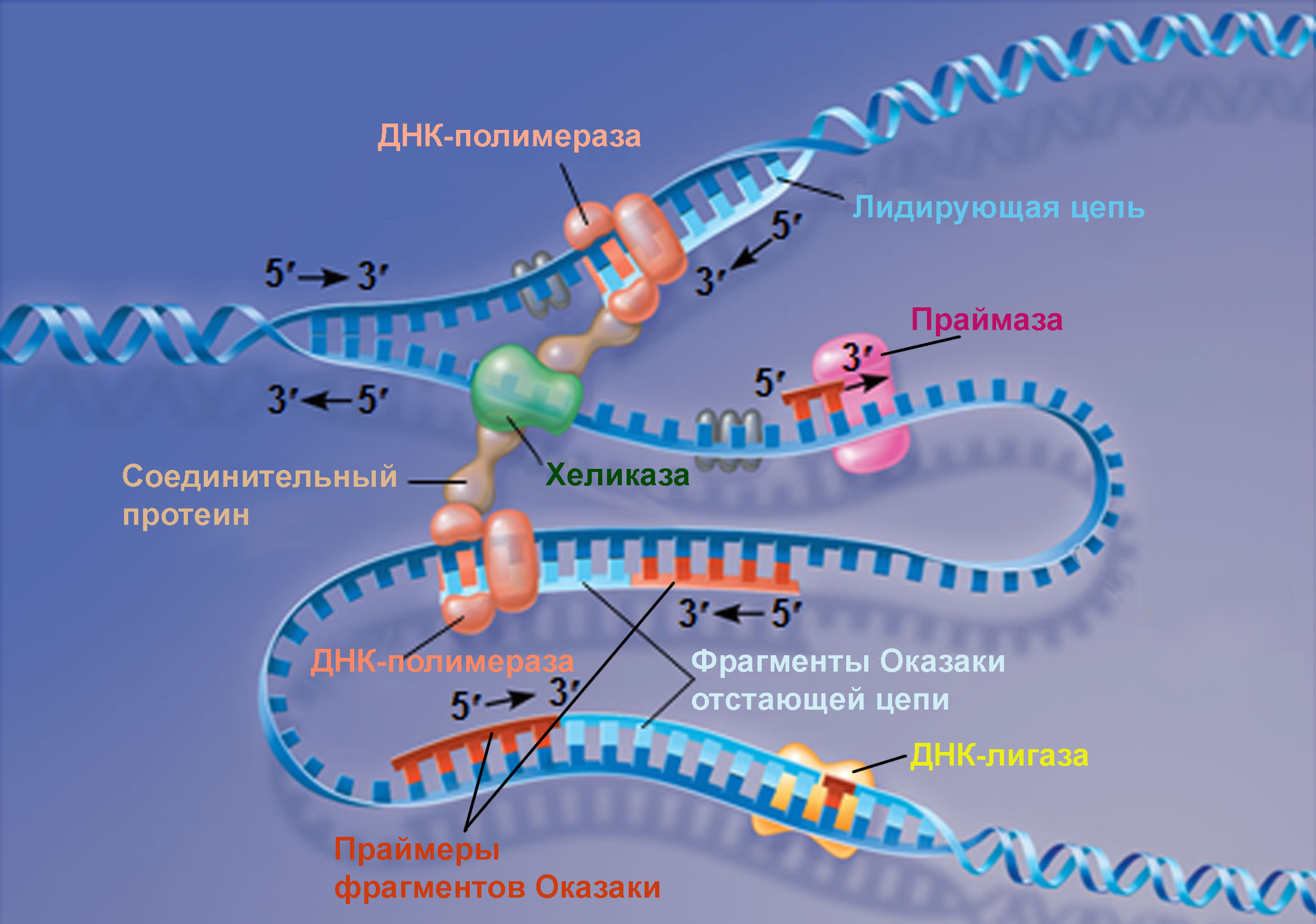 деление ДНК схема