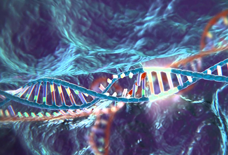 отделы ДНК, контролирующие гены, защищены