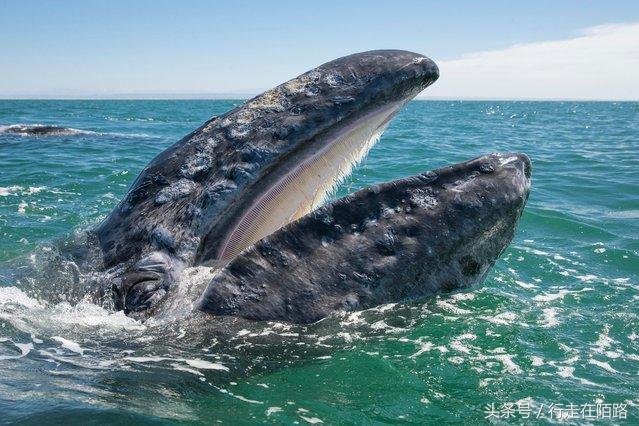 фото кит синий