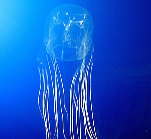 Глаза медузы