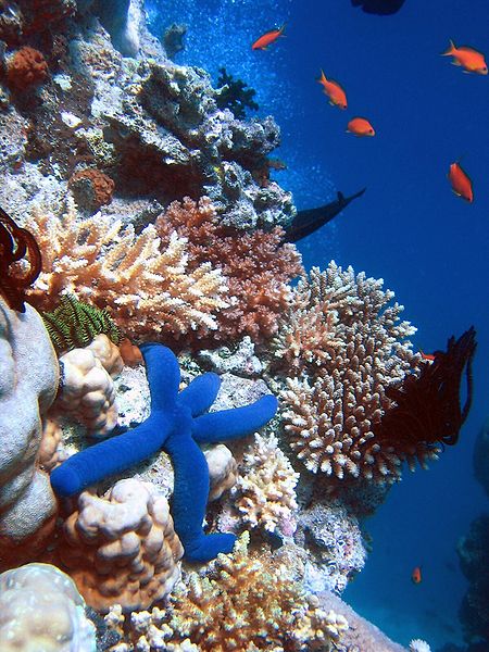 коралловый риф (Австралия) 