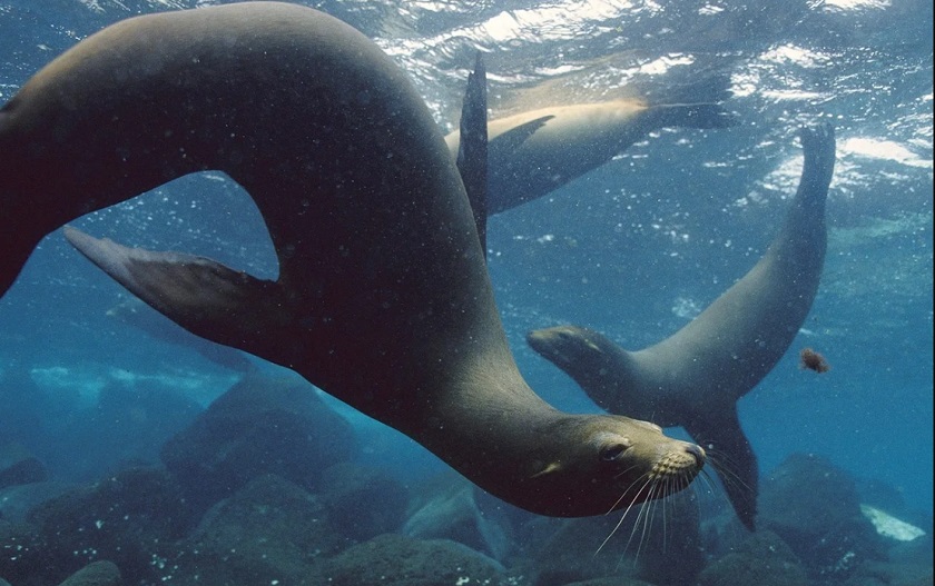 красивое фото тюленя под водой