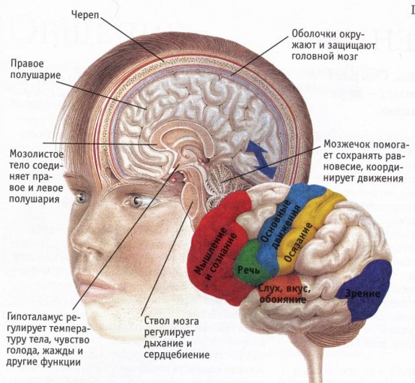 анатомия мозга