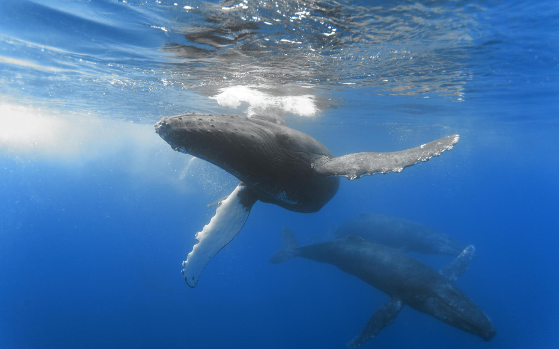 Новое открытие свидетельствует о том, что киты не эволюционировали 