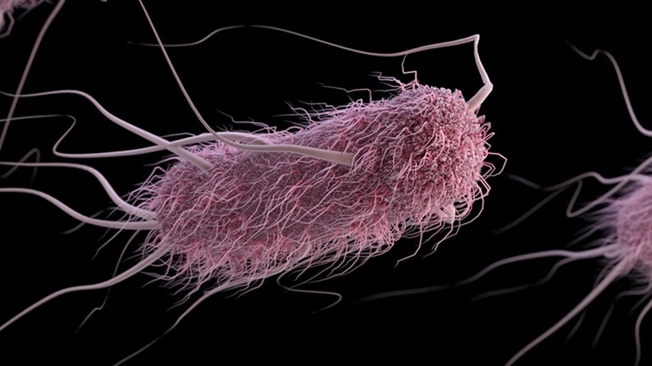 сложные бактерии