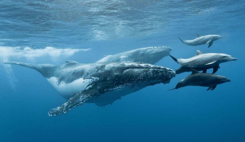 Секреты китов