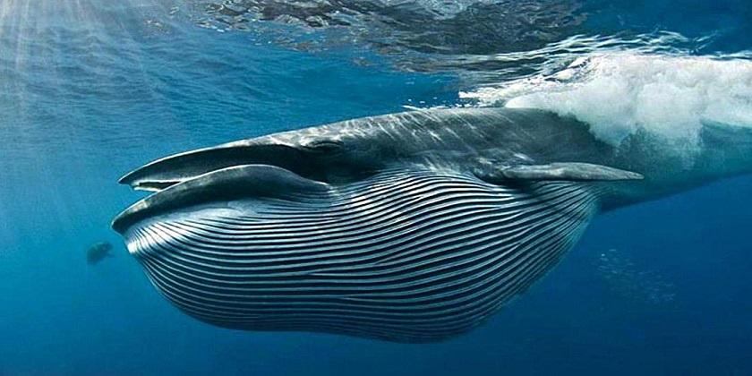 красивое фото кита