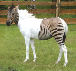 Зебра или лошадь? Конечно ‘зебралошадь’!
