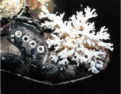 коралл в ботинке