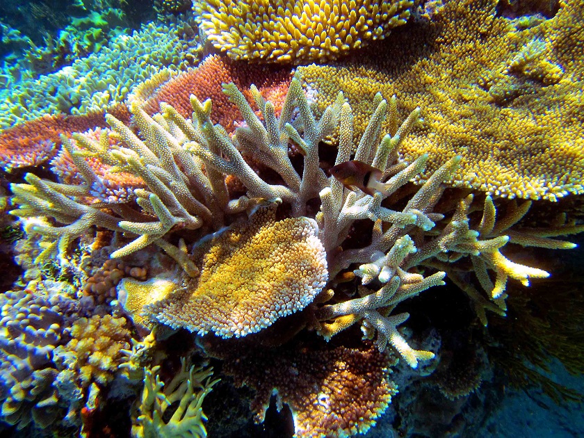  древние кораллы