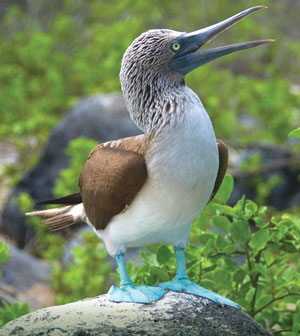 Птицы на Галапагосских островах