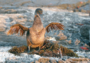 Птицы на Галапагосских островах