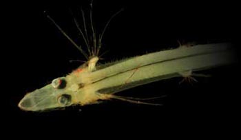 Четырехглазые опистопроктовые рыбы используют в глазах зеркала