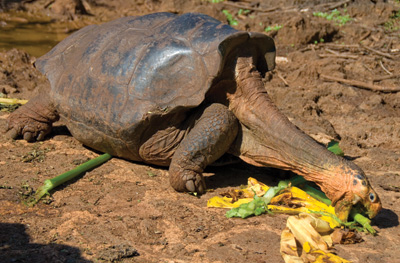 Черепахи с Галапагосских островов
