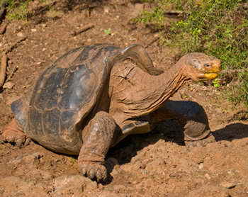 Черепахи с Галапагосских островов