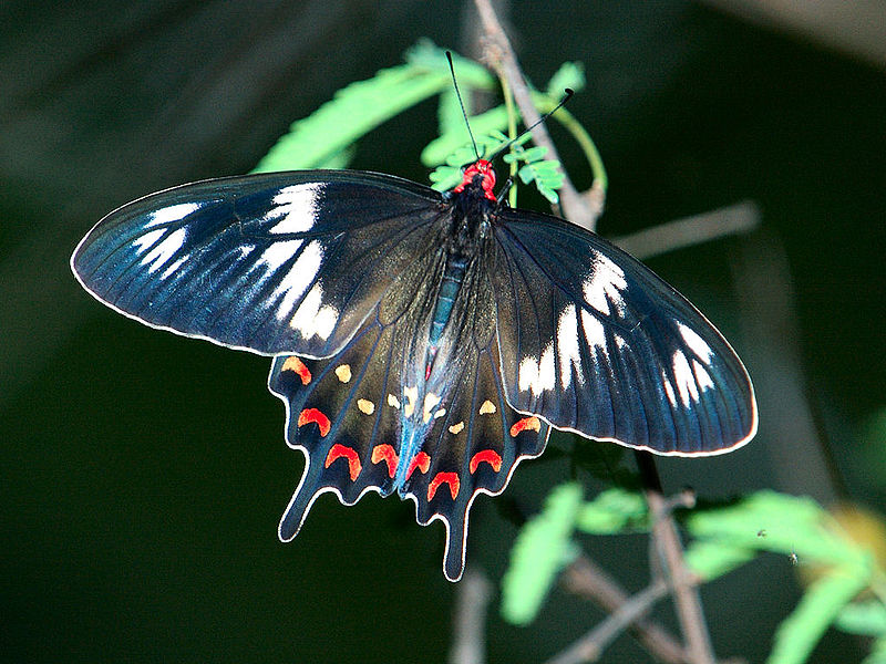 Крылья бабочки