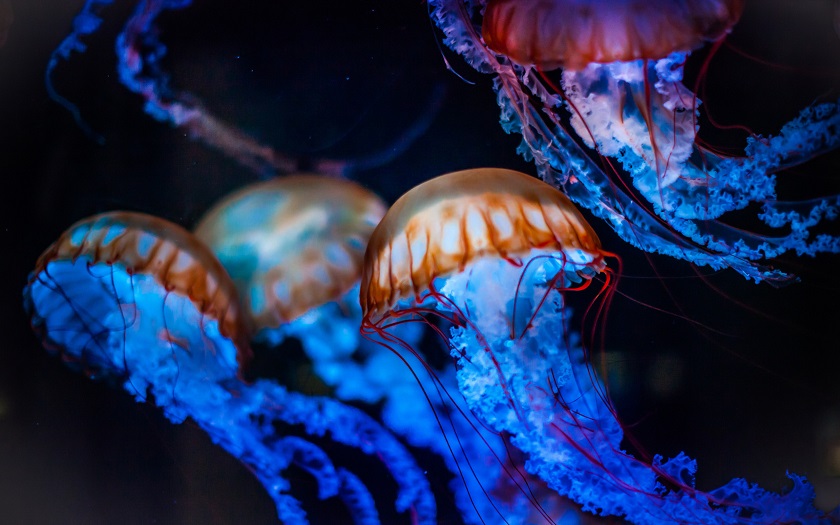 красивое фото медуз