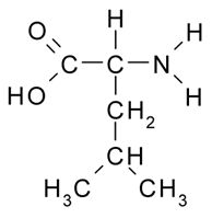 Лейцин, наиболее распространенная аминокислота