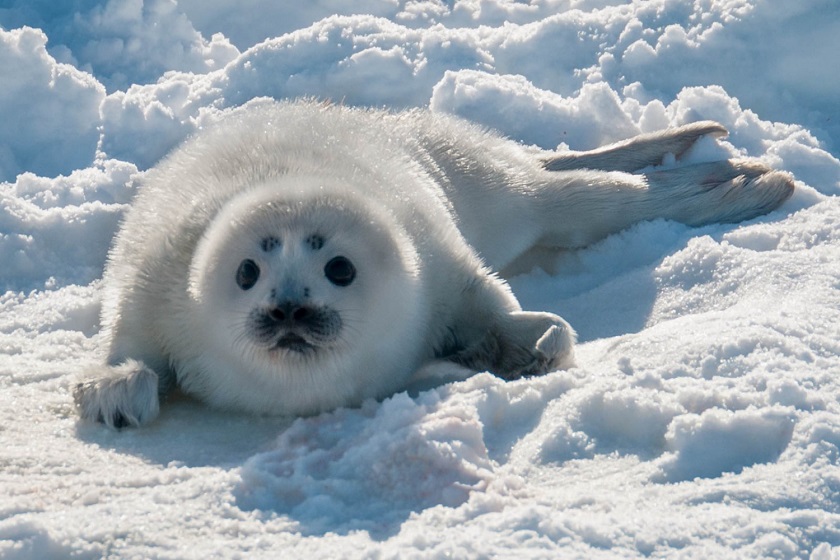красивое фото тюленя