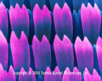 многослойная структура бабочки морфы под микроскопом