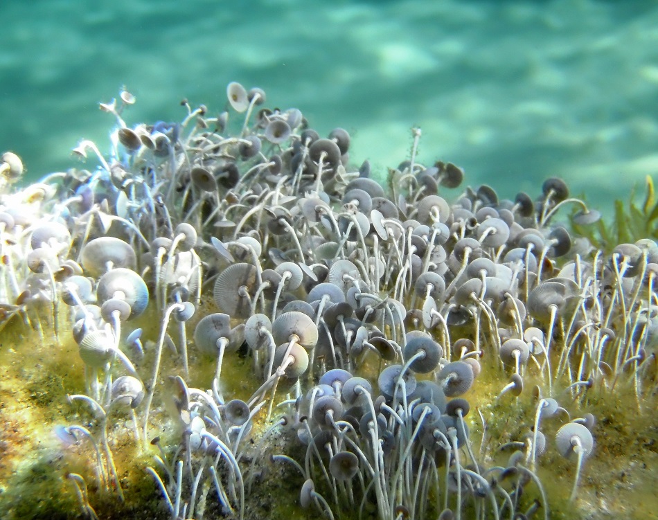 Дазикладовые морские водоросли
