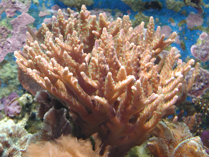 скелет коралла