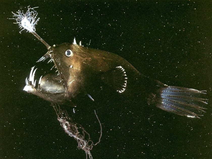  подводные светящиеся животные 