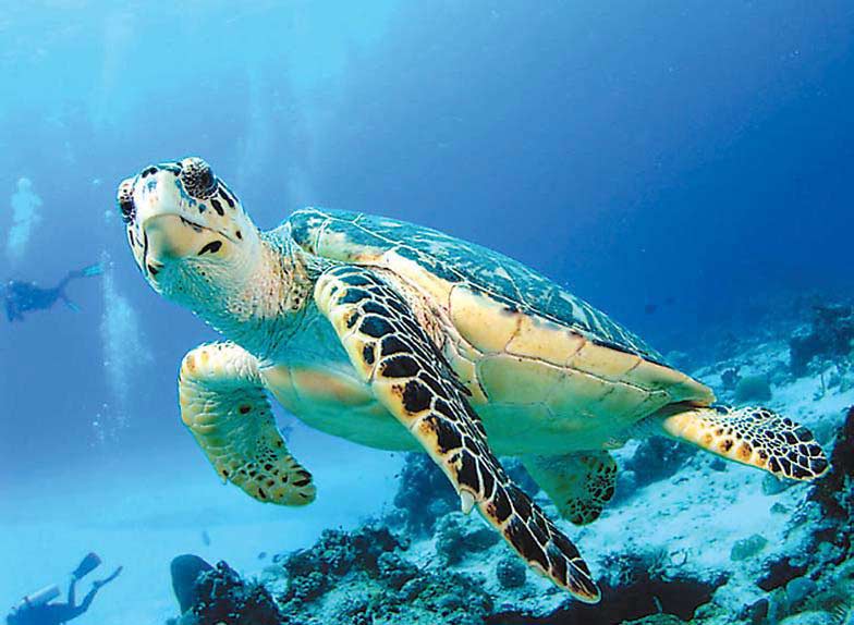 Морские Черепахи