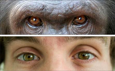 Опровергая миф о близости человека к обезьянам