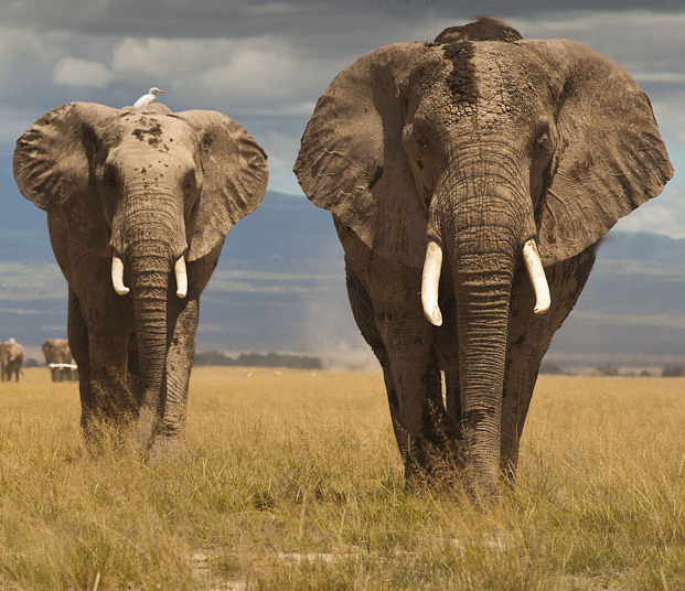 Сколько весит слон?