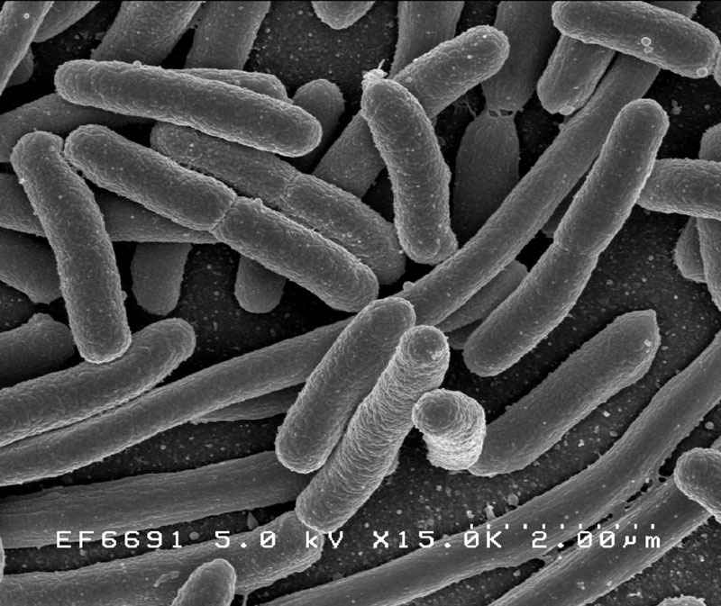 Бактерия подтверждает Сотворение