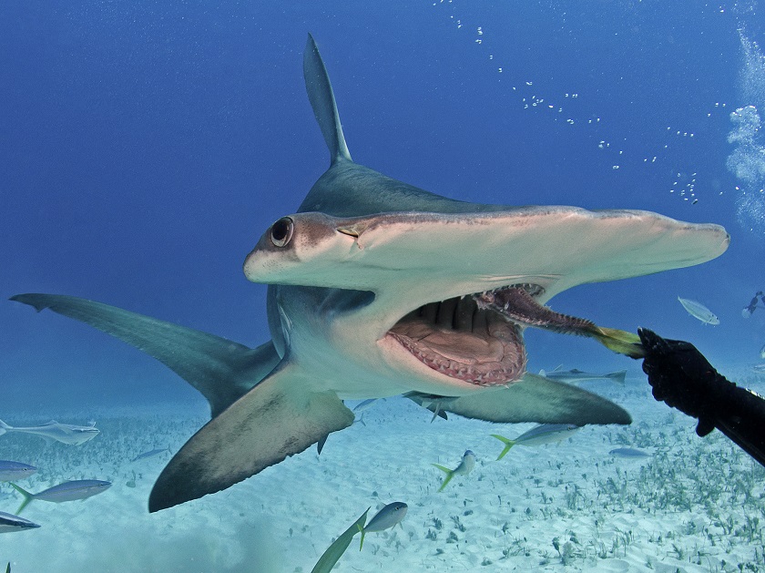 акула молот фото