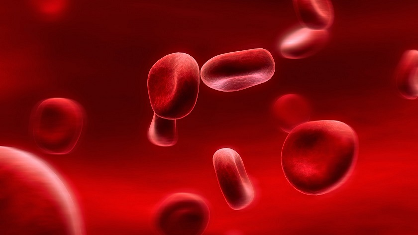 Красные клетки крови– мастерские акробаты