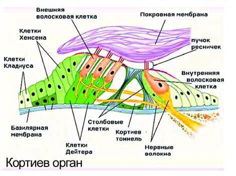 Анатомическое строение Кортиевого органа