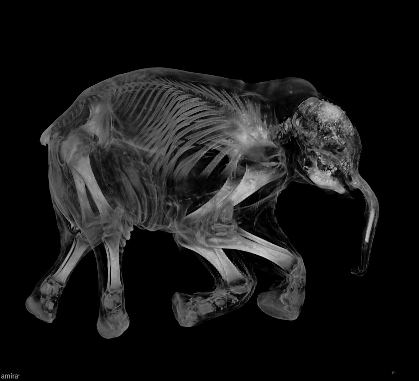 комьютерная томография мамонта