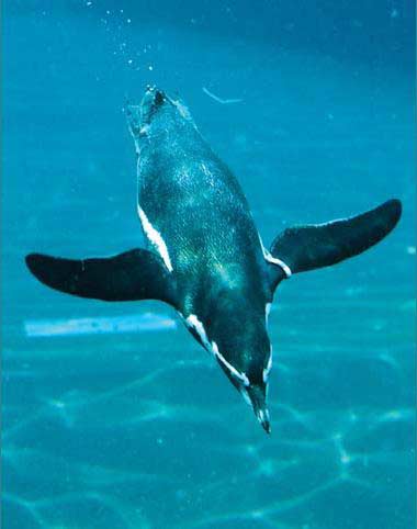 Фотография пингвина под водой