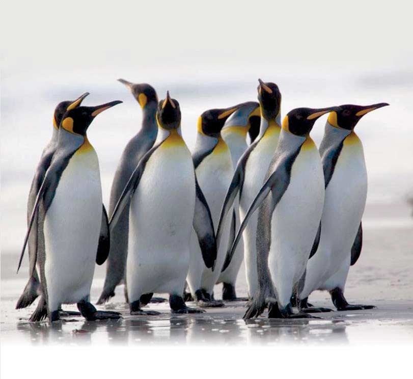 Пингвины - вызов дарвинизму!?! 