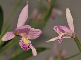 Pogonia ophioglossoides, произрастающая в Северной Америке и Pogonia japonica, произрастающая в восточной Азии