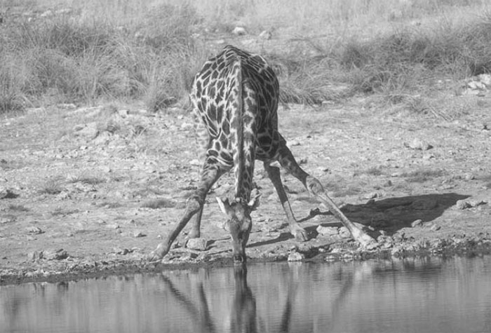 Шея жирафа: падение еще одного символа эволюции