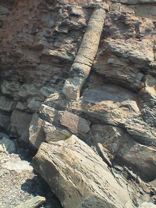 Ликоподий в пластах ископаемых скал Джоггинса