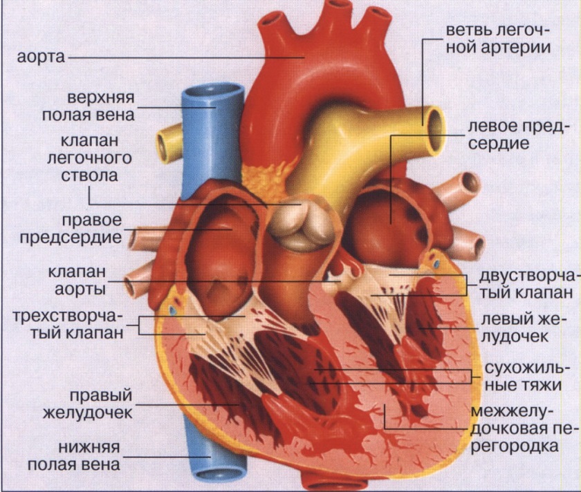 анатомия сердце