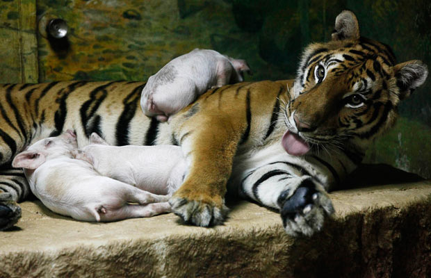Тигры и свиньи … вместе?
