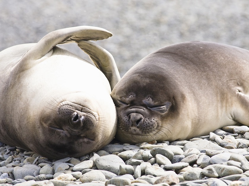 тюлени спят