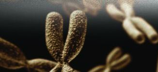Фиаско огромной хромосомы